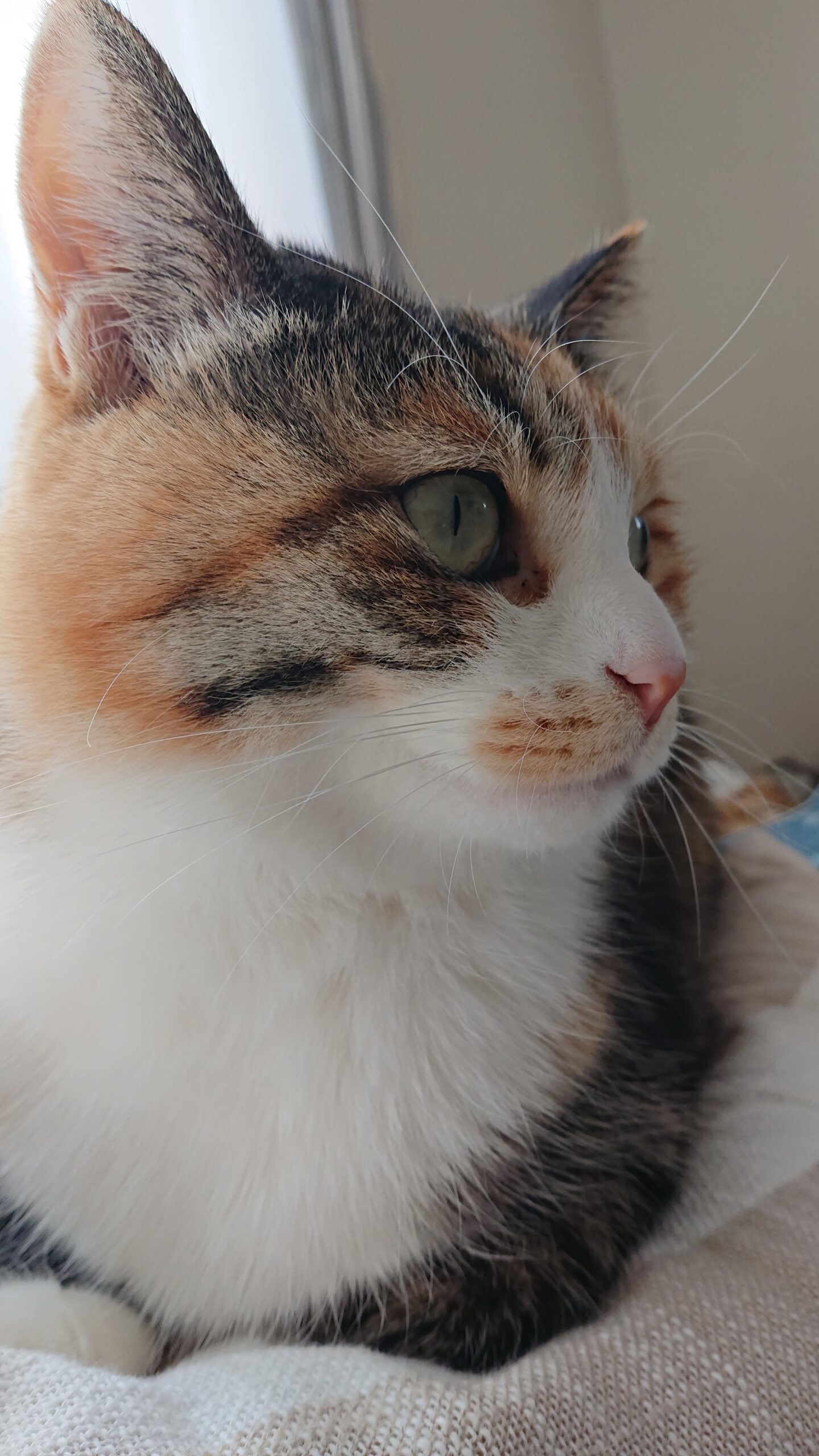 211022cat-scaled.jpg?fit=1440,