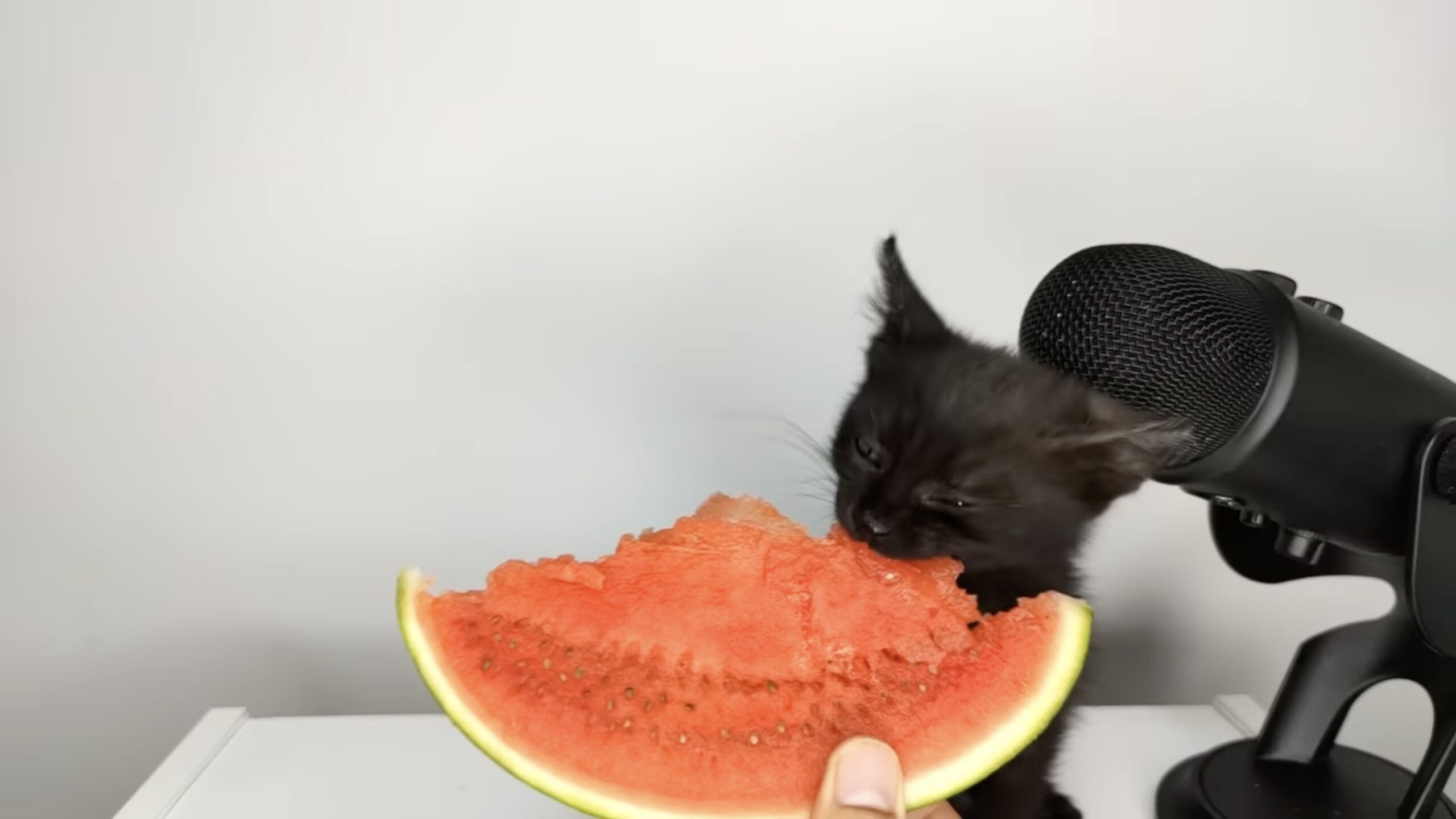 230725cat-scaled.jpg?fit=900,