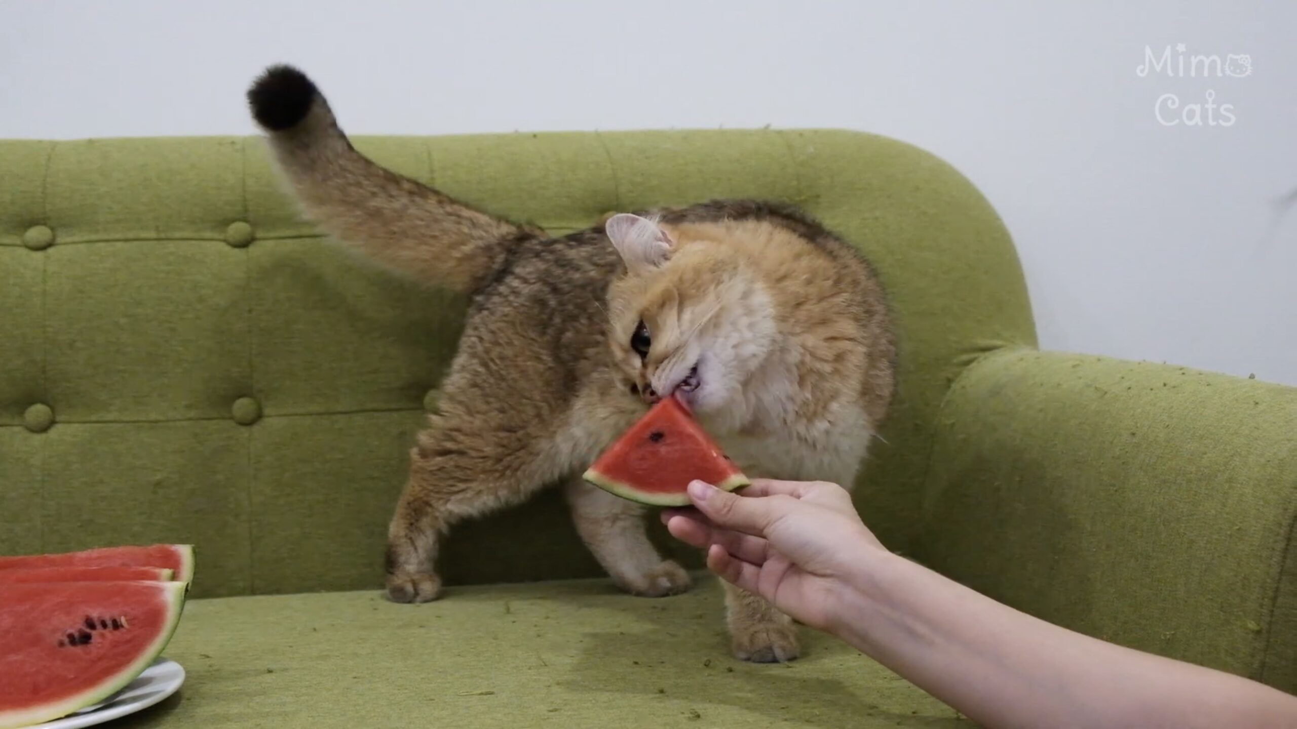 猫vsスイカの静かな戦い、バラされた相手を舌なめずり | 猫ジャーナル 猫vsスイカの静かな戦い、バラされた相手を舌なめずり | 猫ジャーナル