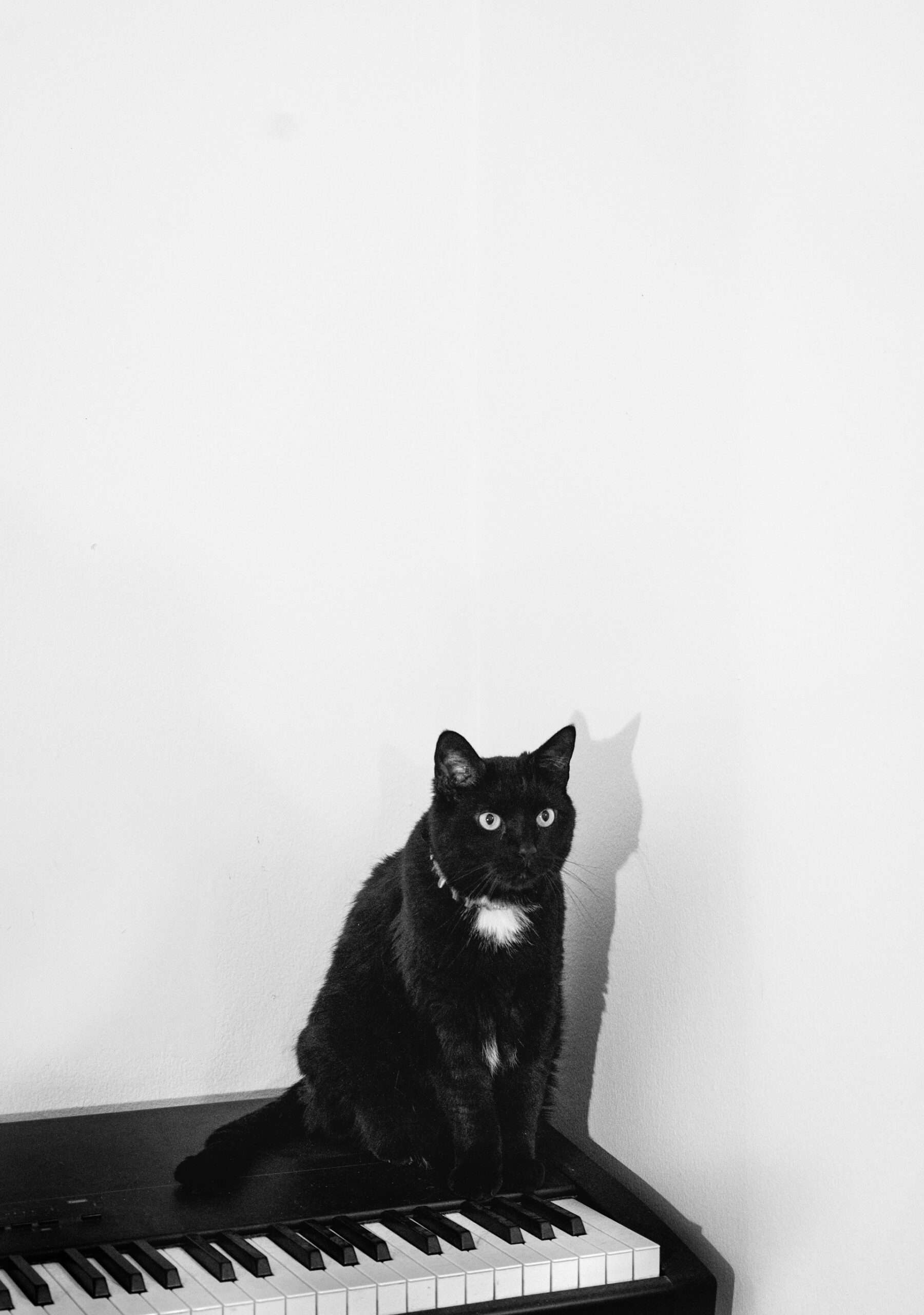 250823cat-scaled.jpg?fit=720,