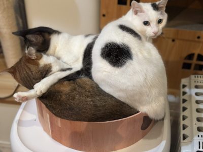 ぎゅうぎゅうねこたち