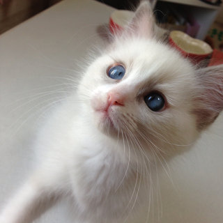 猫の多指症  猫専門病院の猫ブログ nekopedia ネコペディア