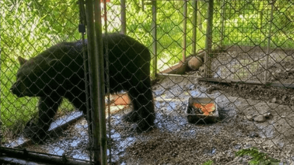Muere osa negra en el Zoológico de Mayagüez