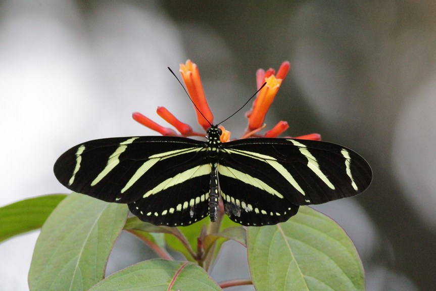 Florida Winter Butterflies by Alex Lamoreaux | NemesisBird Tours