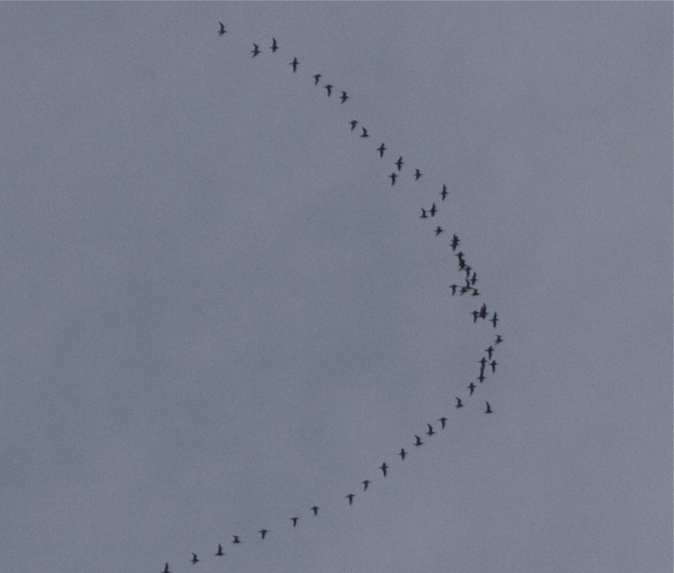 This is a different group of birds than the first two photos. They seemed a bit larger than those in the first group. They also had less of a rapid wingbeat.