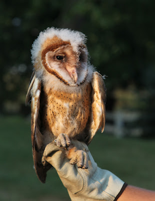 Barn Owl Banding by Corey Husic | Nemesis Bird