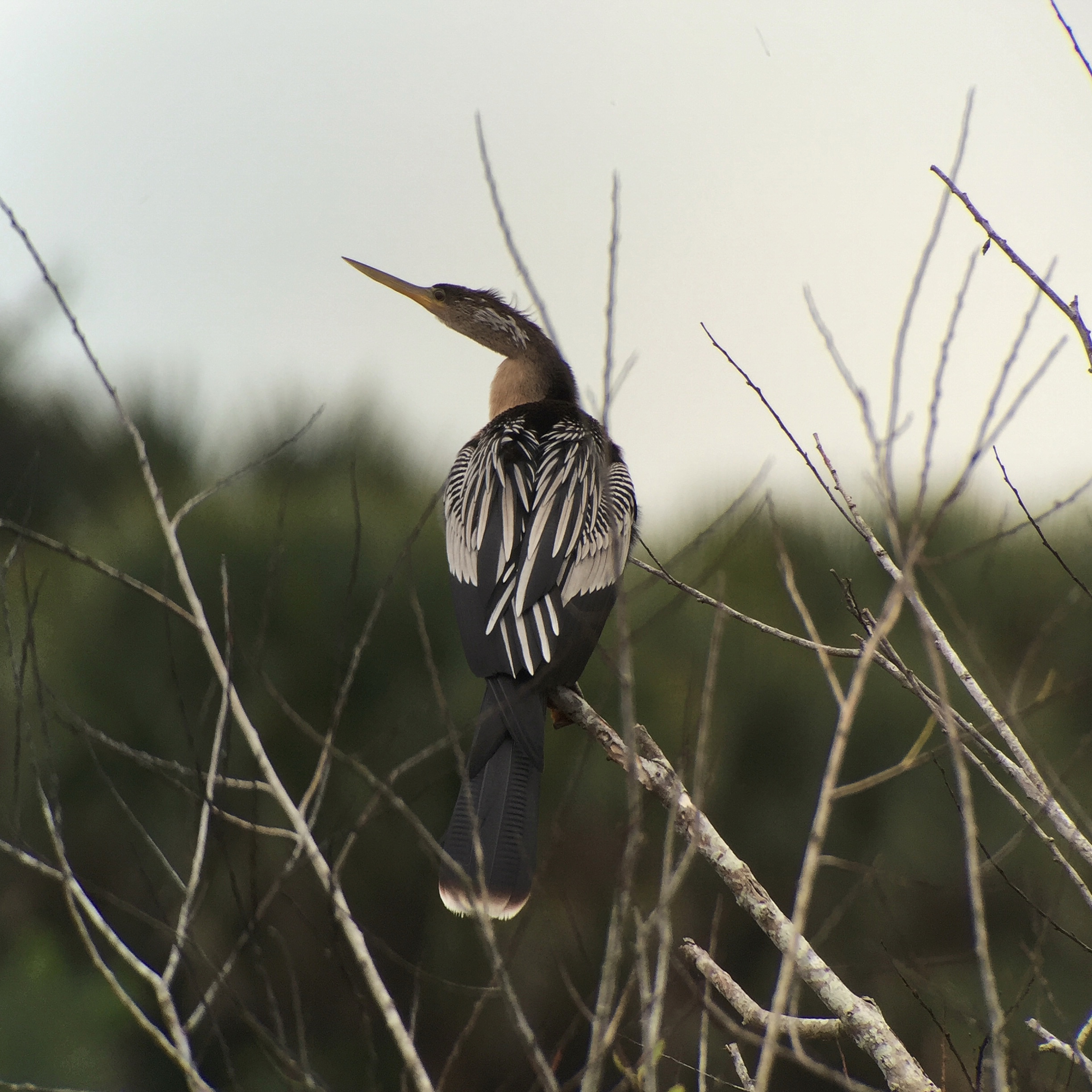 Anhinga - Tim Schreckengost