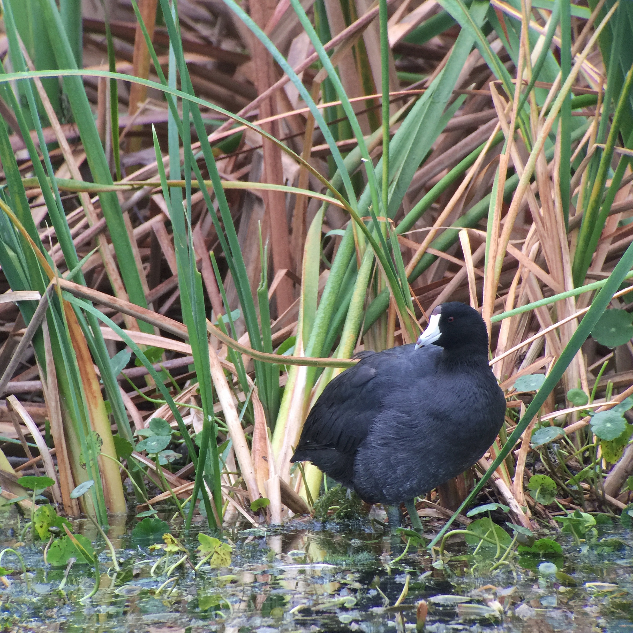 American Coot - Tim Schreckengost