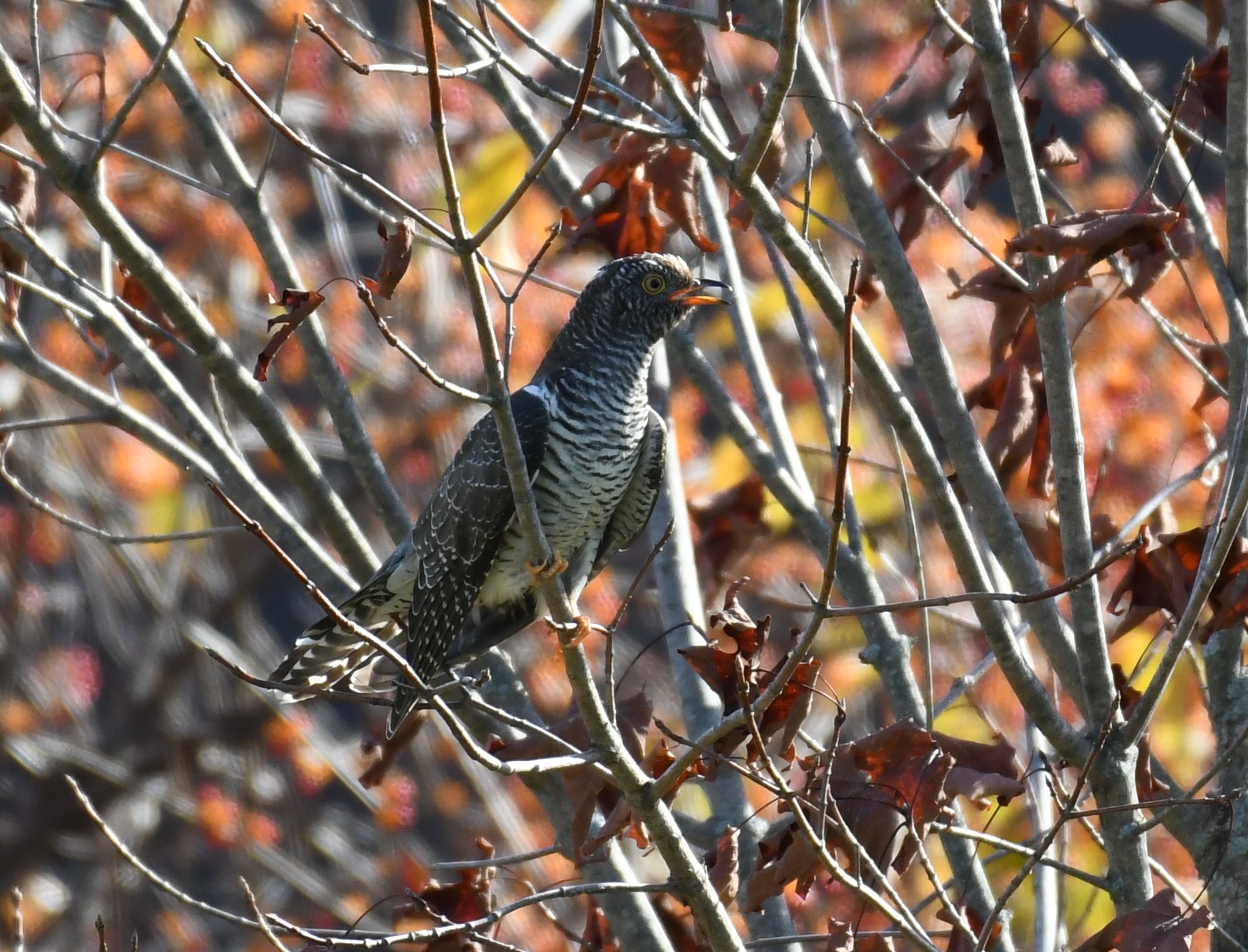 Taking in the fall foliage