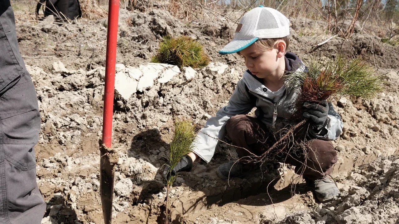 Volunteers planted 15 pine saplings in the Tomsk region.