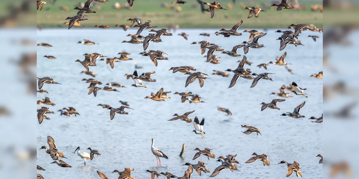 Manipur: Loktak records sharp decline in migratory waterbirds, census finds