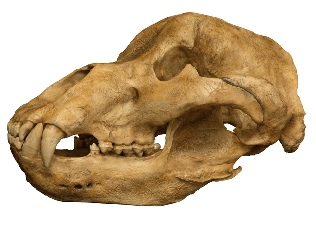 ursus spelaeus or cave bear skull