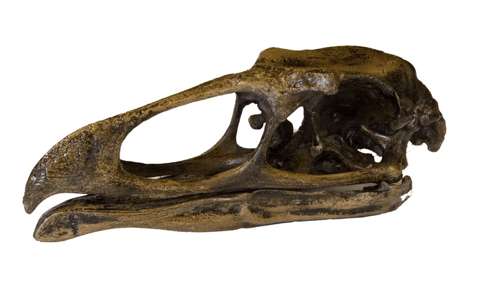 wonderbird or teratornis merriami skull