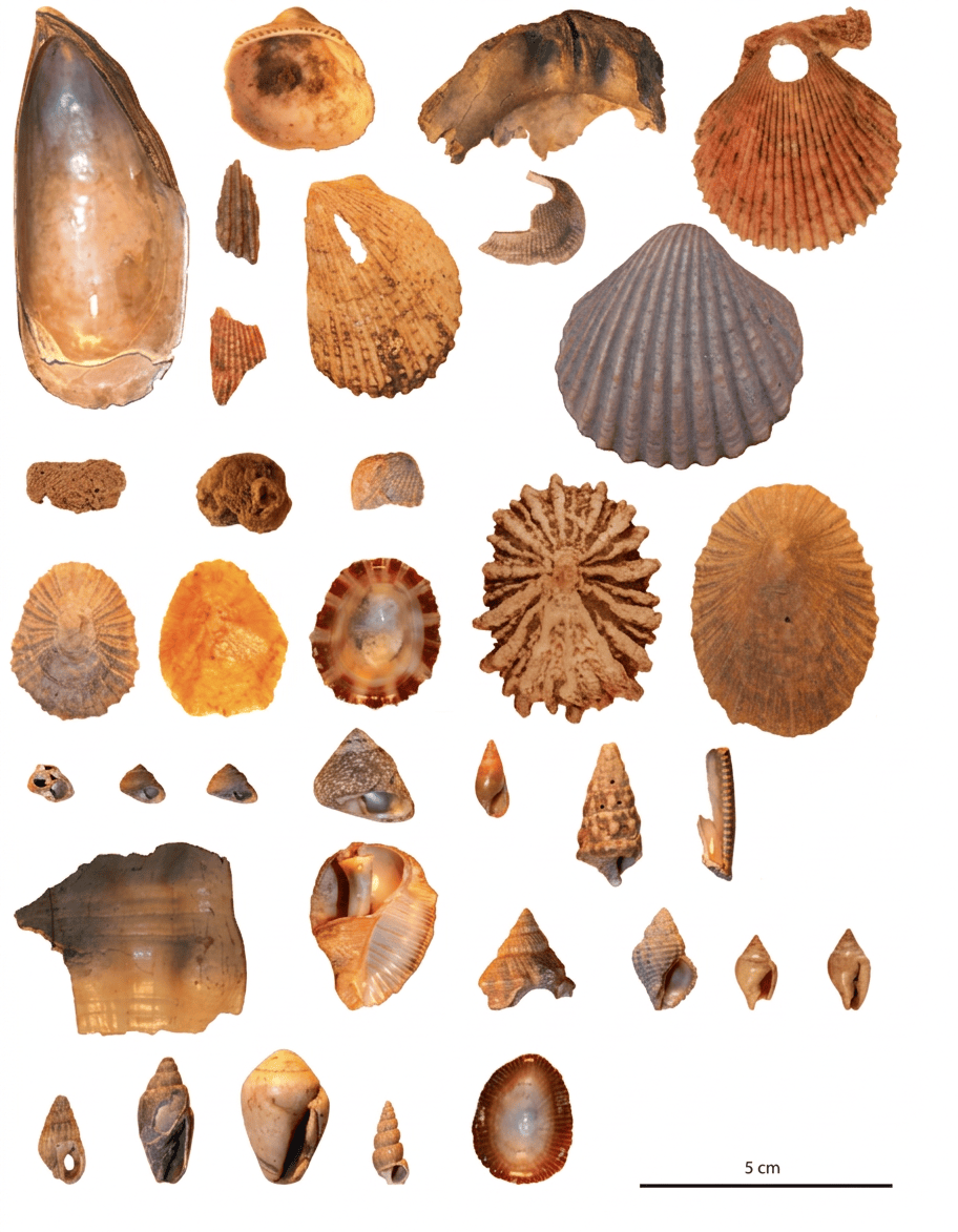 shell beads ifri oudadane 27066