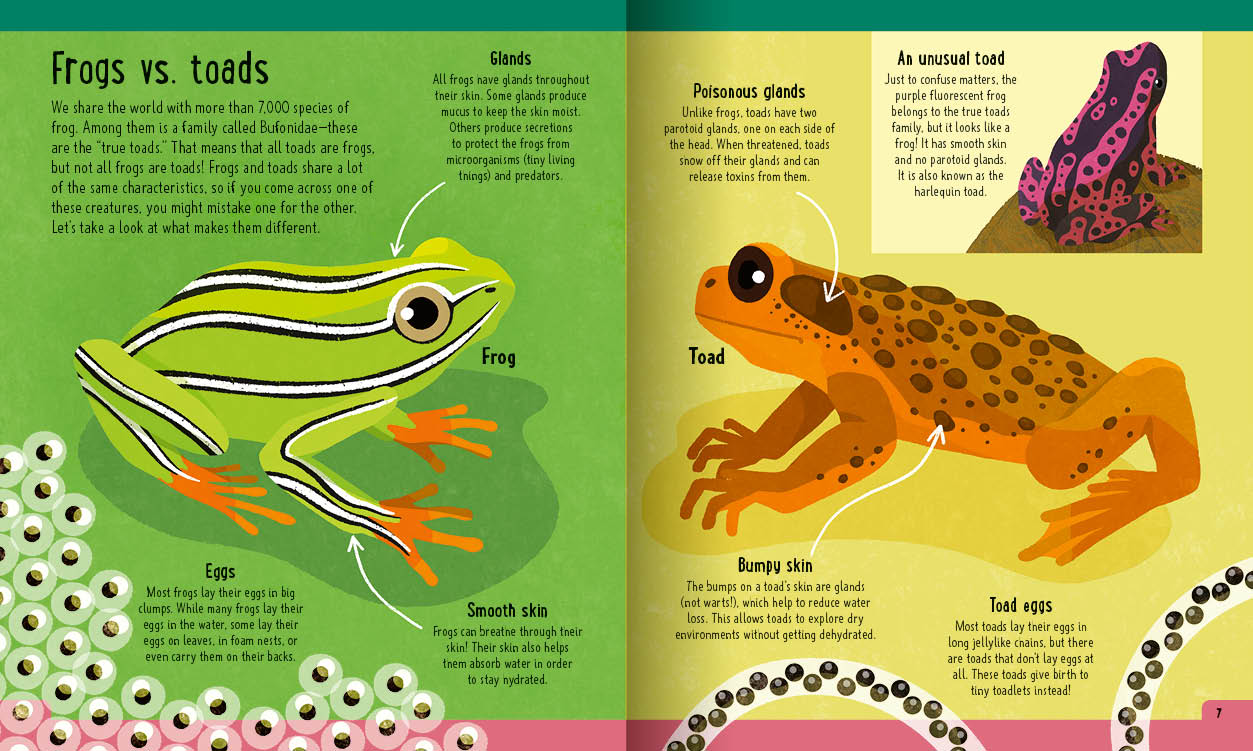 Frogs (a day in the life)