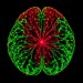 Synaptic