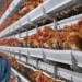 Government Takes Action to Prevent Bird Flu in Telangana Bird flu
