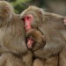 The Impact of Climate Change on Primate Populations: Insights from Northeast India Climate