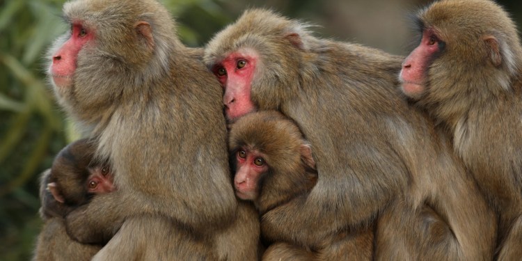The Impact of Climate Change on Primate Populations: Insights from Northeast India Climate