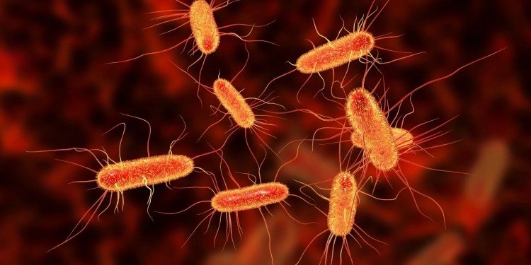 Bacterial Infections