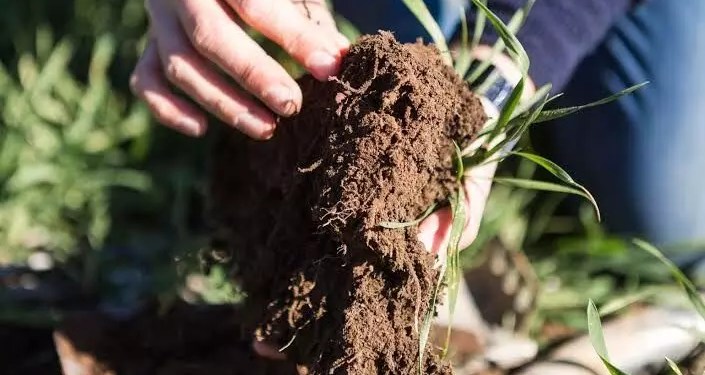 Soil Properties Influence Red Gram Microbiome More Than Genetics, Says University of Hyderabad Study Soil