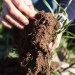 Soil Properties Influence Red Gram Microbiome More Than Genetics, Says University of Hyderabad Study Soil