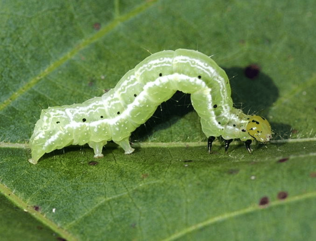 सेमिलोफर किरा