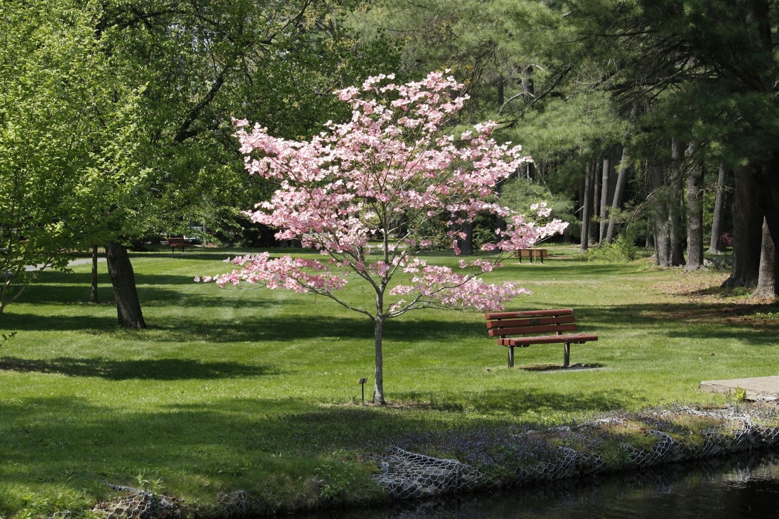 Tree Pruning 101: A Beginner's Guide to Proper Cuts