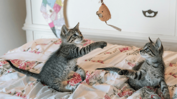 From Best-Selling Pet Products to Better Sourcing Strategies in China