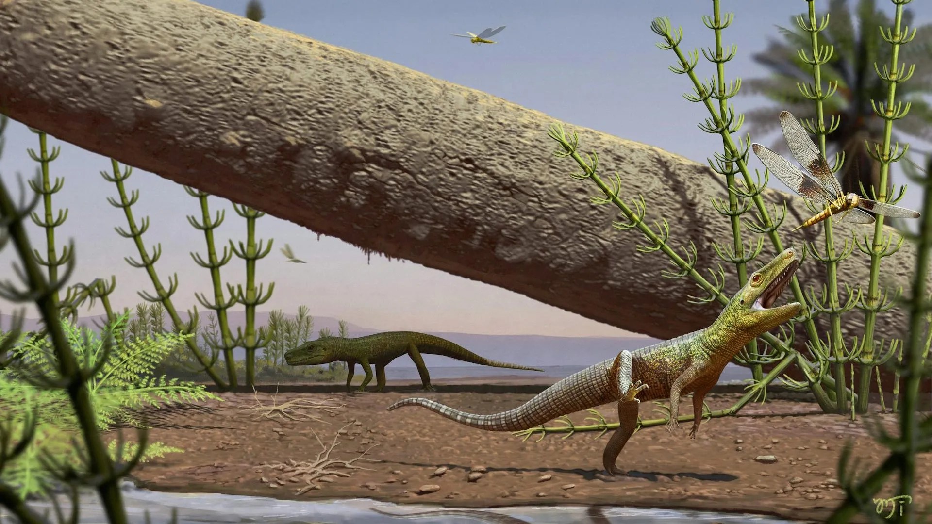 silescelida-acristata reptile