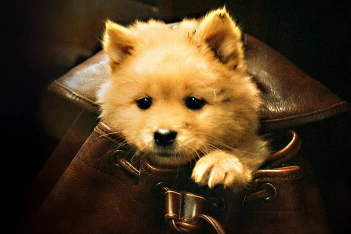 Hachiko
