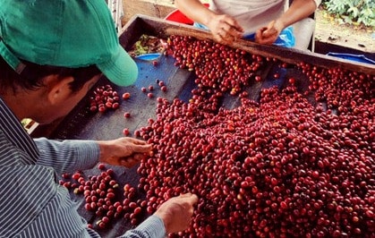 men sorting through coffee berries