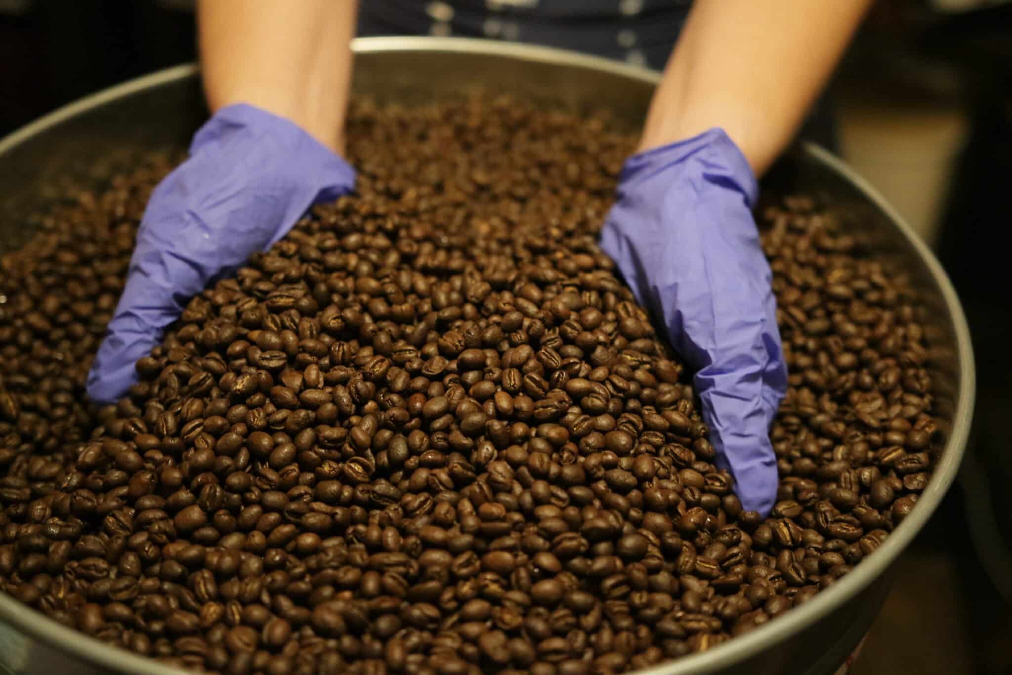 Nerd Java Tanzania Peaberry coffee beans in a tin can with hands