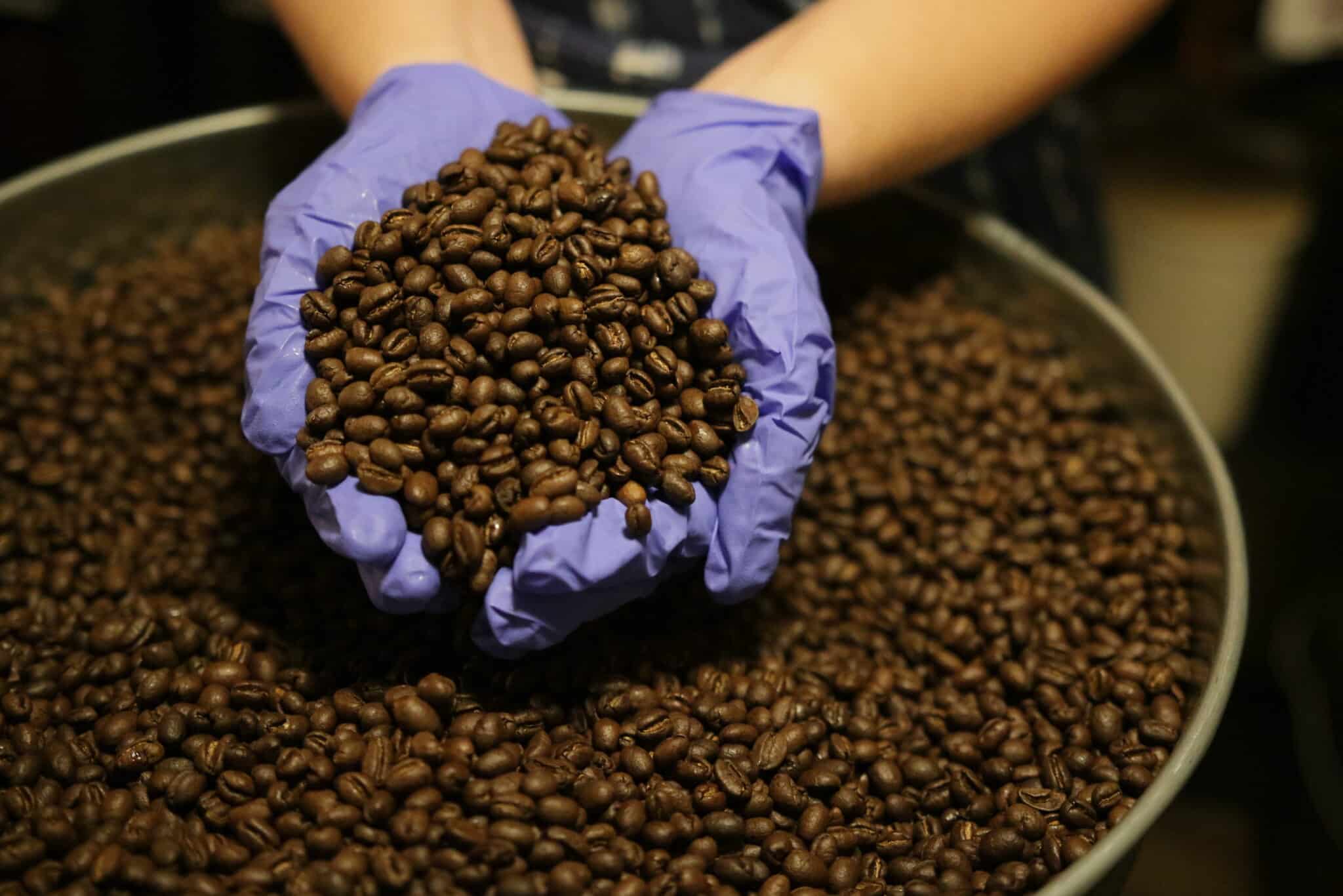 Nerd Java Tanzania Peaberry coffee beans in a tin can with hands