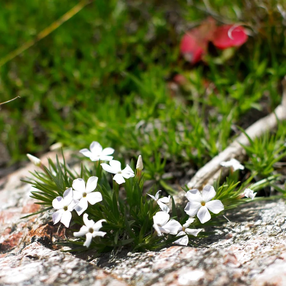 White Flowers in Yellowstone