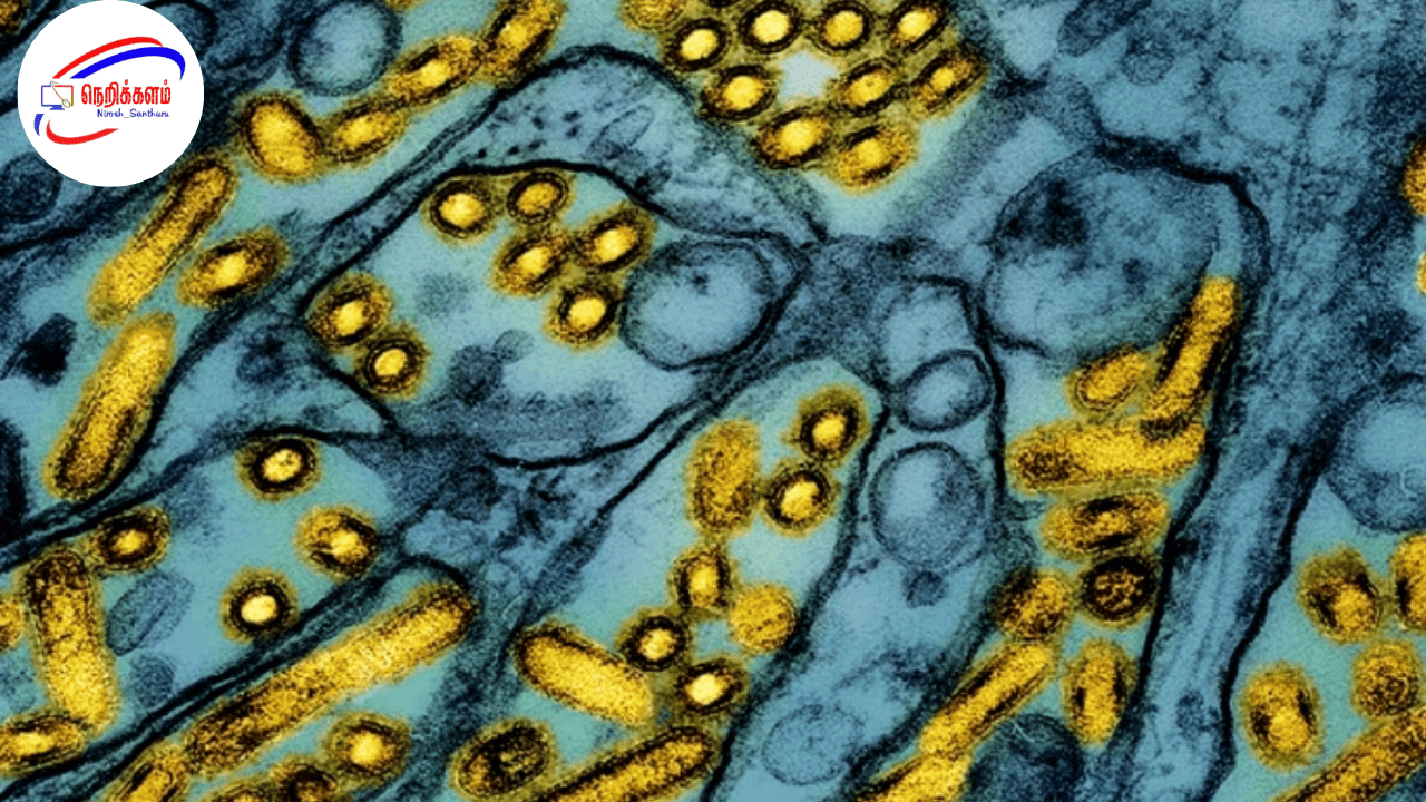 வாஷிங்டனில் H5N5 பறவைகள் காய்ச்சலால் மனித மரணம்: பொதுமக்களுக்கு ஆபத்து குறைவு
