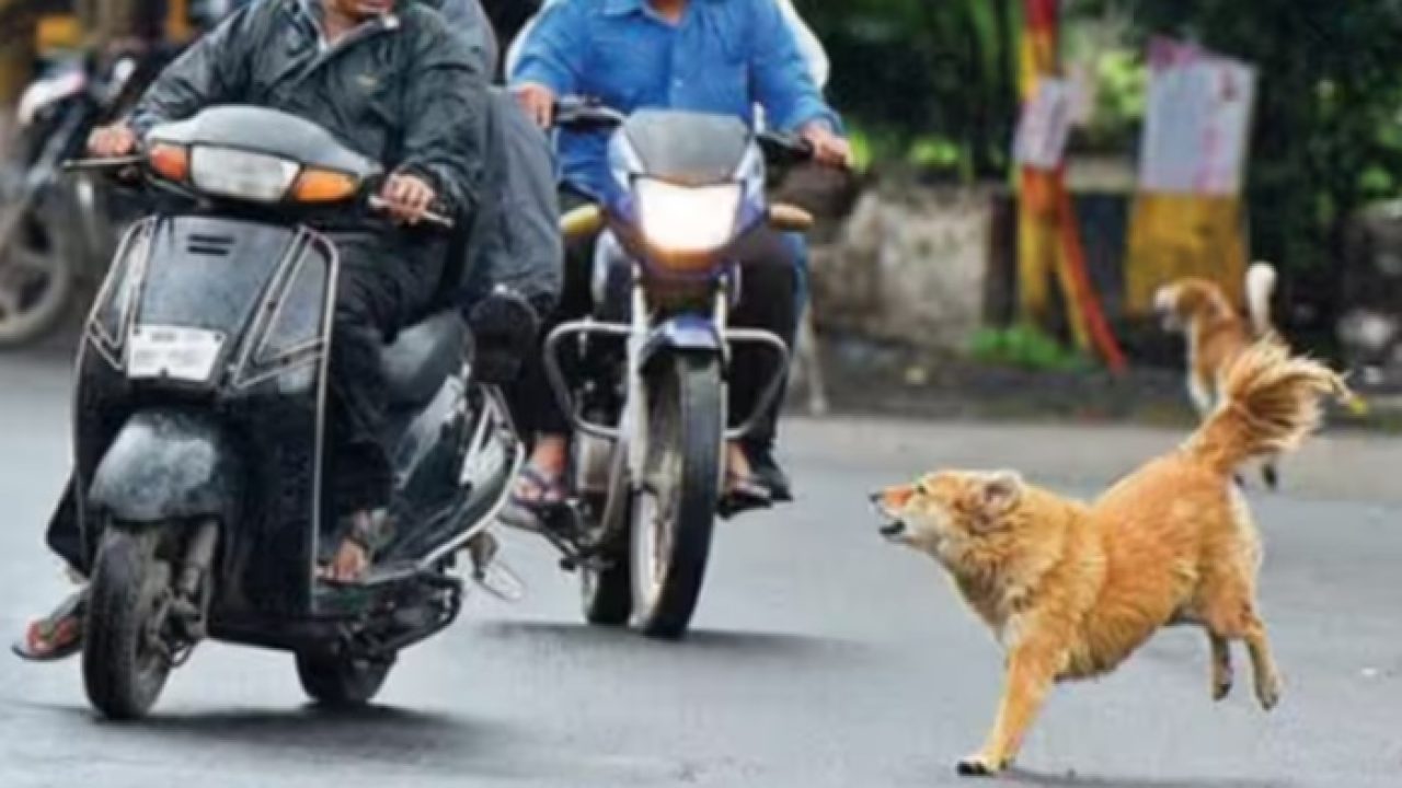 இலங்கையில் சாலையோரம் காணப்படும் தெருநாய்கள்