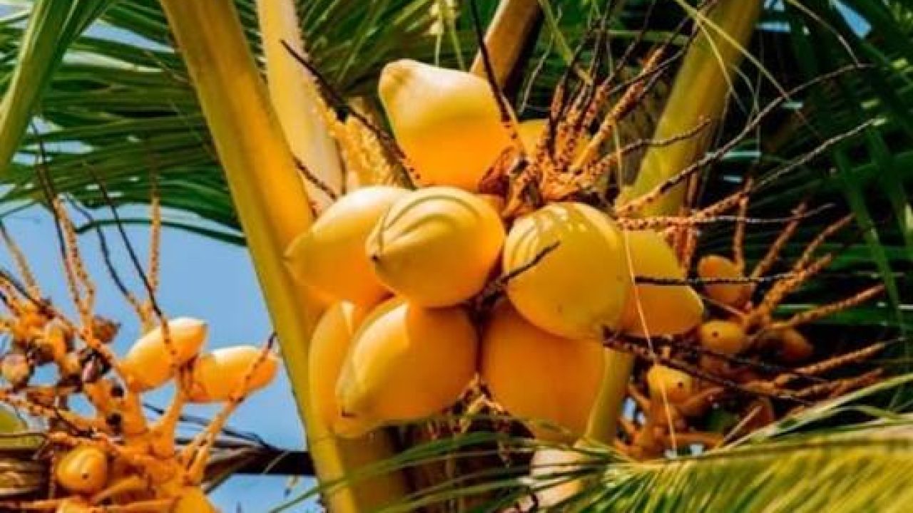 இலங்கையில் கிங் தேங்காய் கிராமங்கள் திட்டத்திற்காக வளர்க்கப்படும் கன்றுகள்