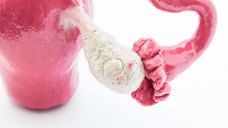 Fallopian tubes, a component of fertility cycles in women