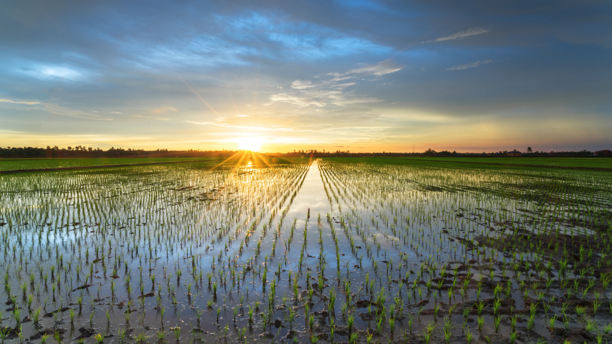 Collaboration Create a Sea Change in Malaysia Rice Industry