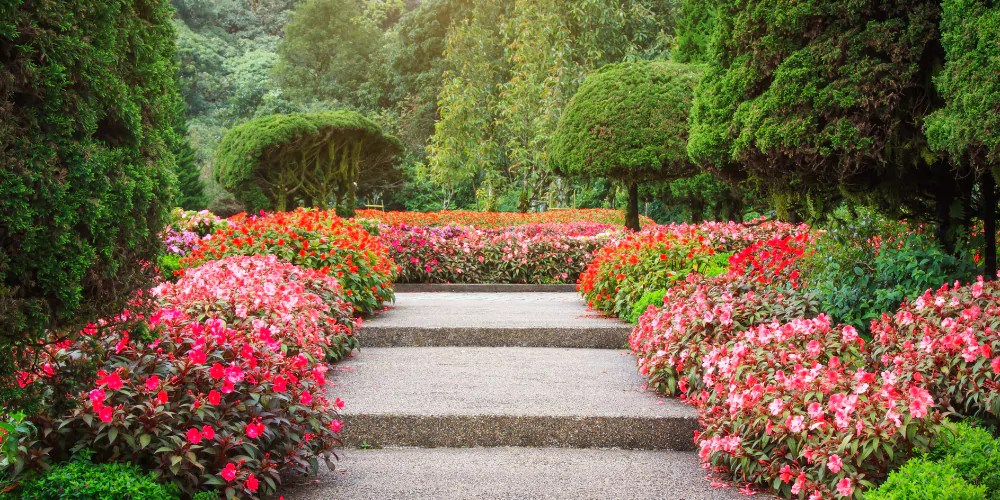 বাগান বিলাস ফুল নিয়ে ক্যাপশন