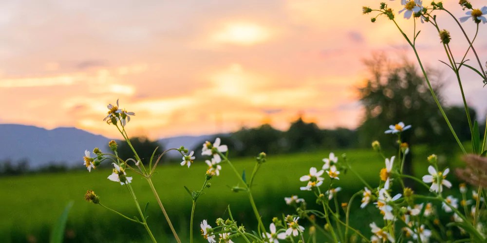 ফুল ও প্রকৃতি নিয়ে ক্যাপশন