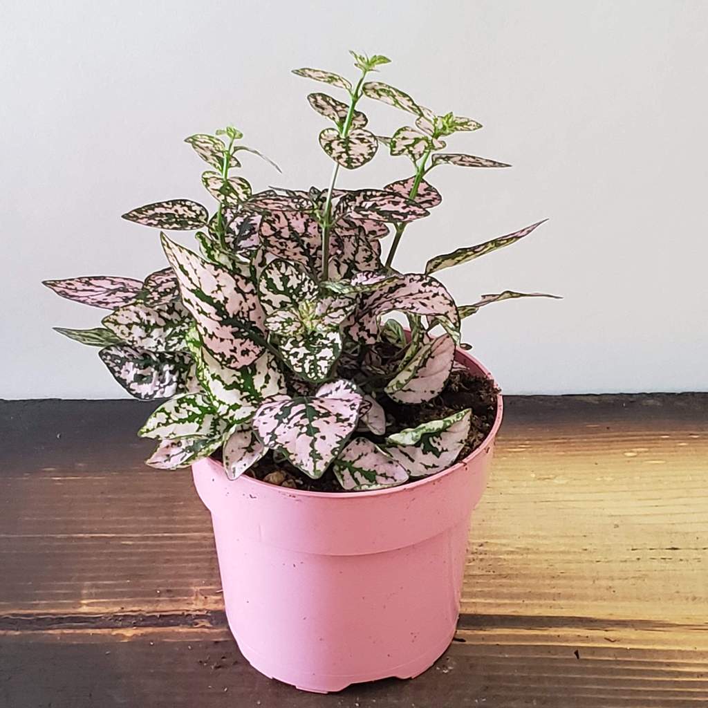 Polka dot bicolour plant