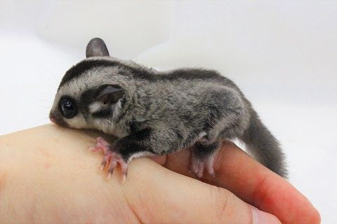 珍しいペットランキング17選!可愛くて安い販売価格のペットから紹介！