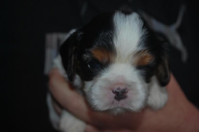 Det h�r �r Netas cavalierstuga Goldenqueen som �r 3 veckor
