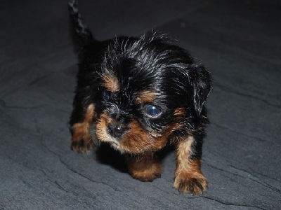 H�r �r kille 3