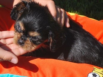 Det �r mysigt att gosa med lill husse.