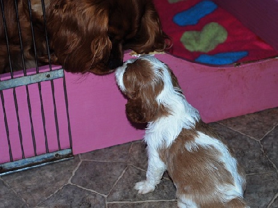 Tiffanie tycker att det är roligt med alla småttingarna