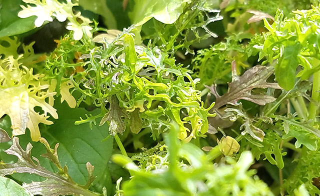 20161028_123745-mixedherbs640