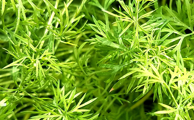 20161028_123804herbs0-640